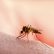 Bagaimana cara penularan penyakit malaria?