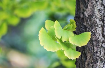 Manfaat Ginkgo Biloba