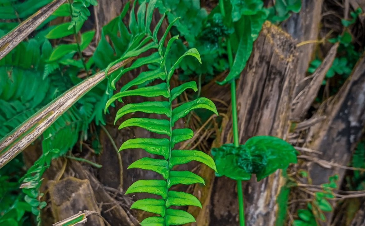 Manfaat daun saga untuk ibu hamil