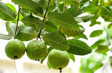 manfaat daun jambu biji