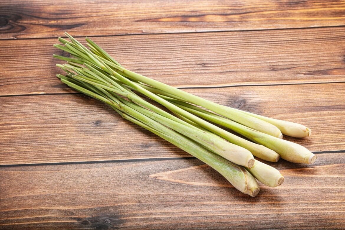 Cara mengolah serai untuk obat 