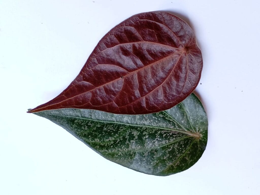 cara mengolah daun sirih merah