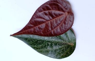 cara mengolah daun sirih merah