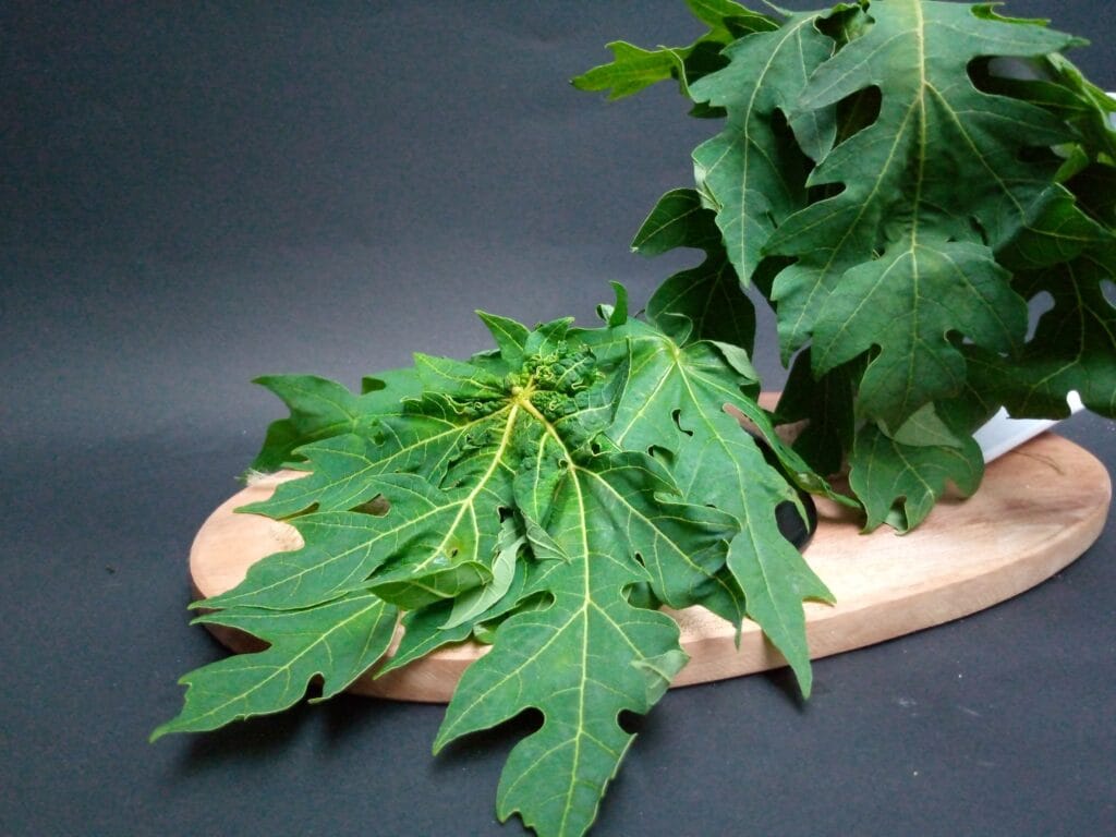 Manfaat Daun Pepaya