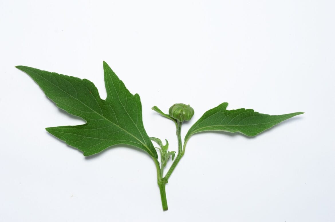 manfaat daun insulin