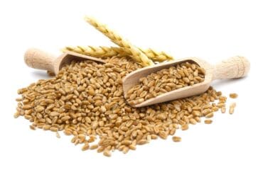 manfaat gandum