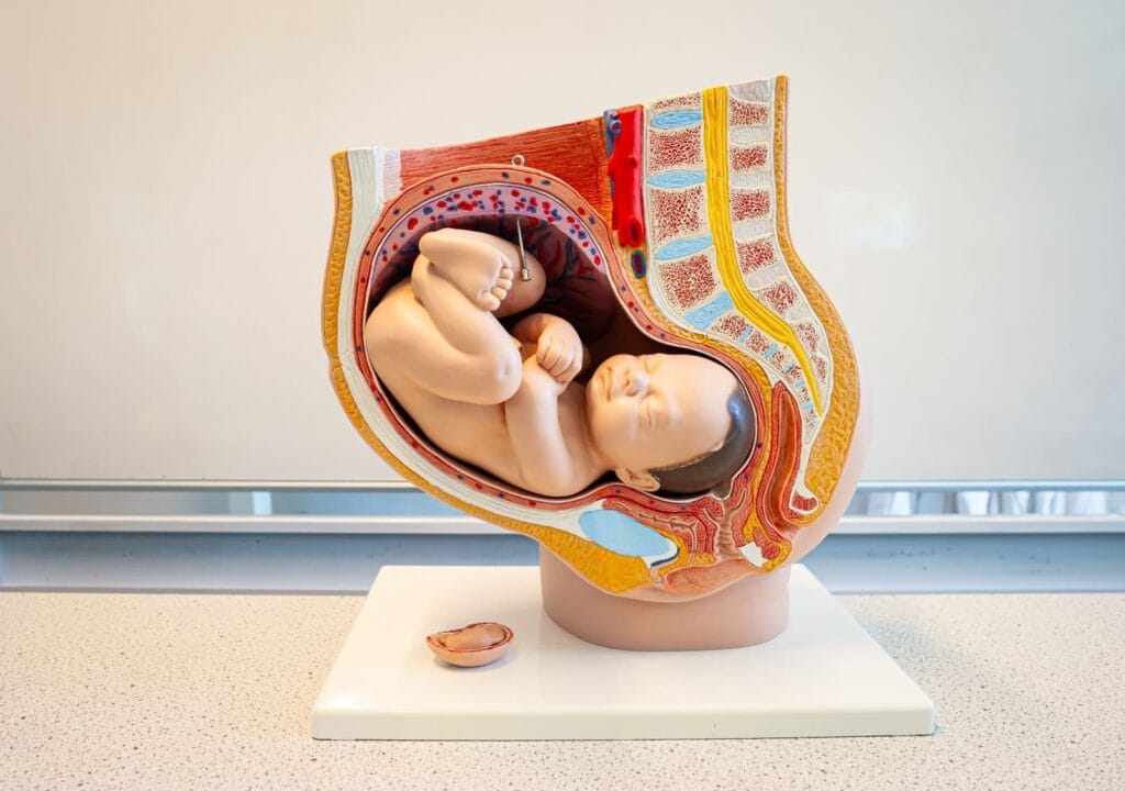 ciri-ciri janin tidak berkembang