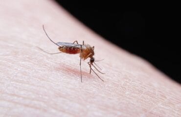 gejala malaria