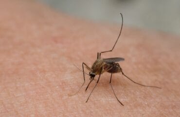 perbedaan malaria dan dbd