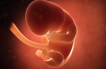 perkembangan janin trimester 1