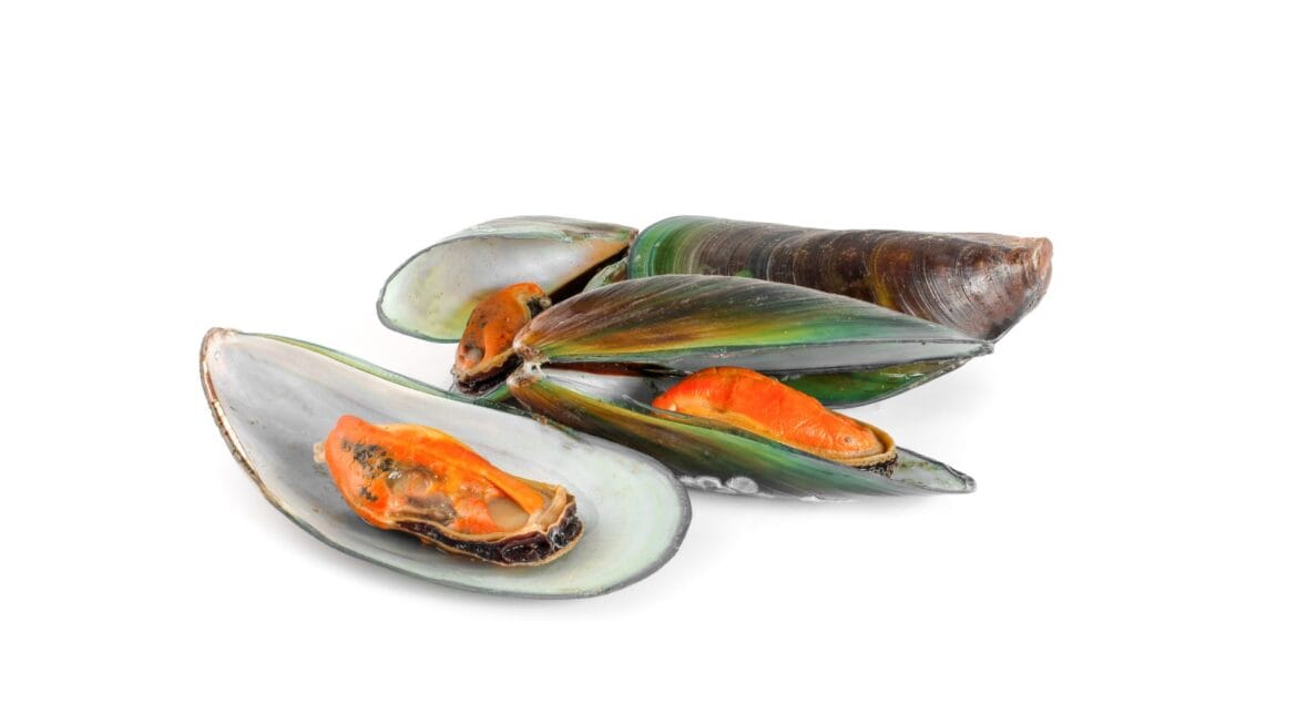 manfaat kerang hijau