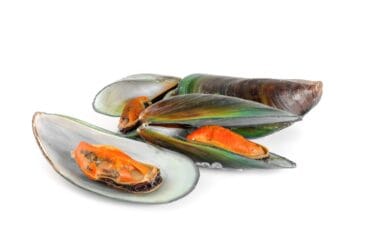 manfaat kerang hijau