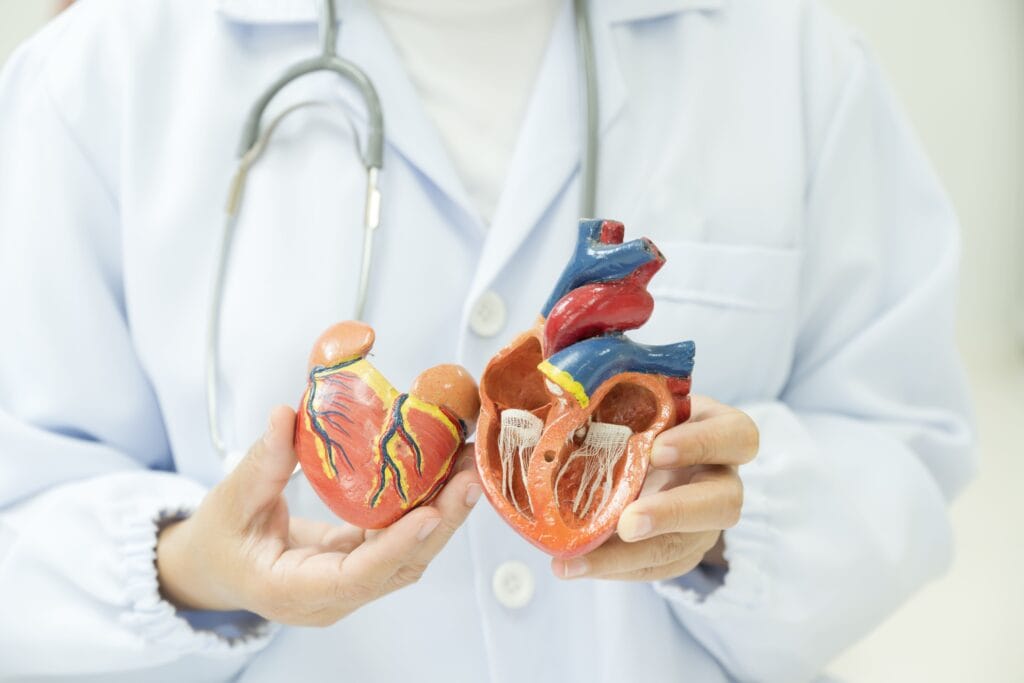 Berapa banyak katup jantung yang dimiliki manusia