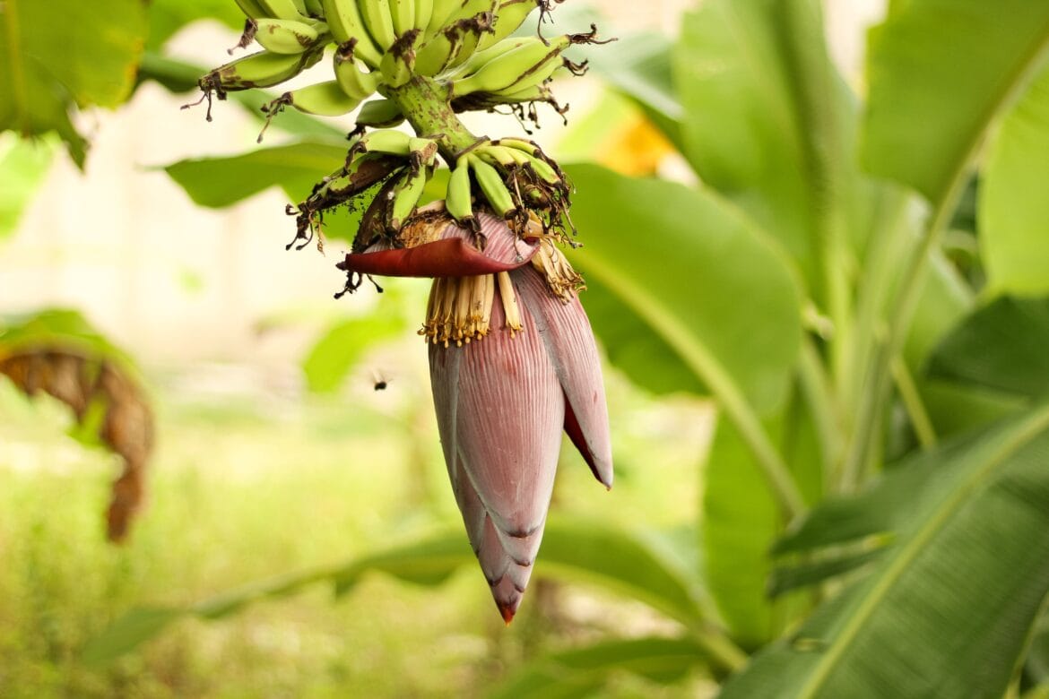 manfaat jantung pisang