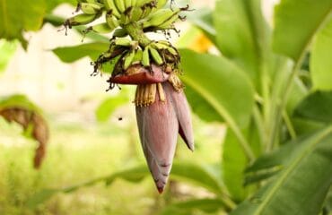 manfaat jantung pisang
