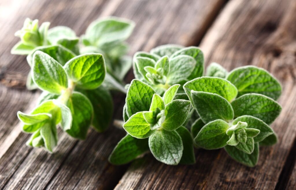 Manfaat oregano