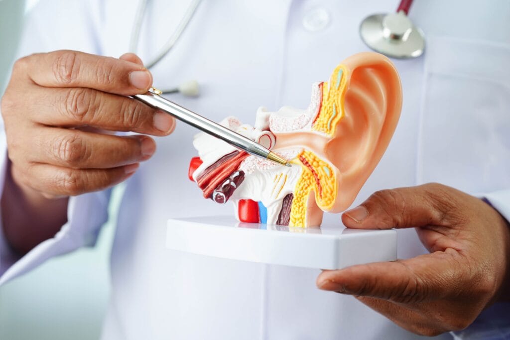 bagian-bagian telinga