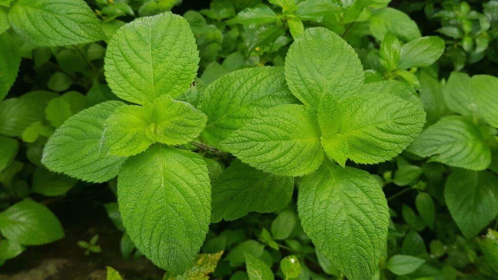 Manfaat daun jelatang