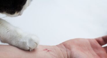 apakah rabies bisa sembuh