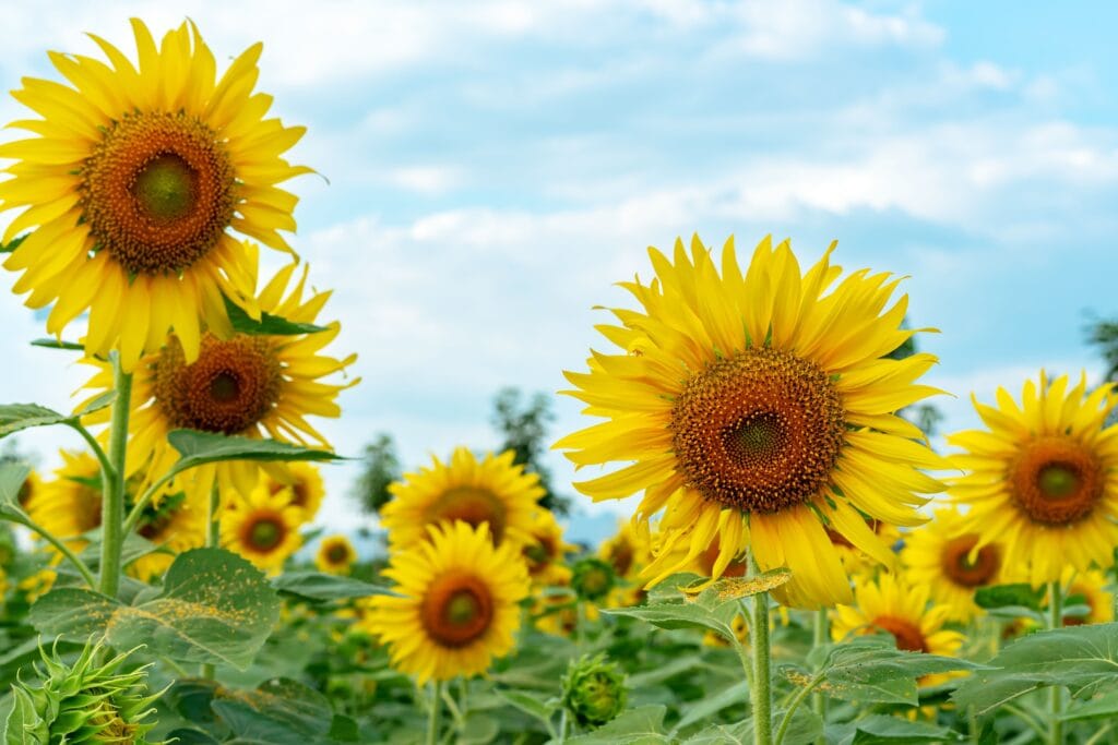 manfaat bunga matahari