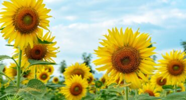 manfaat bunga matahari