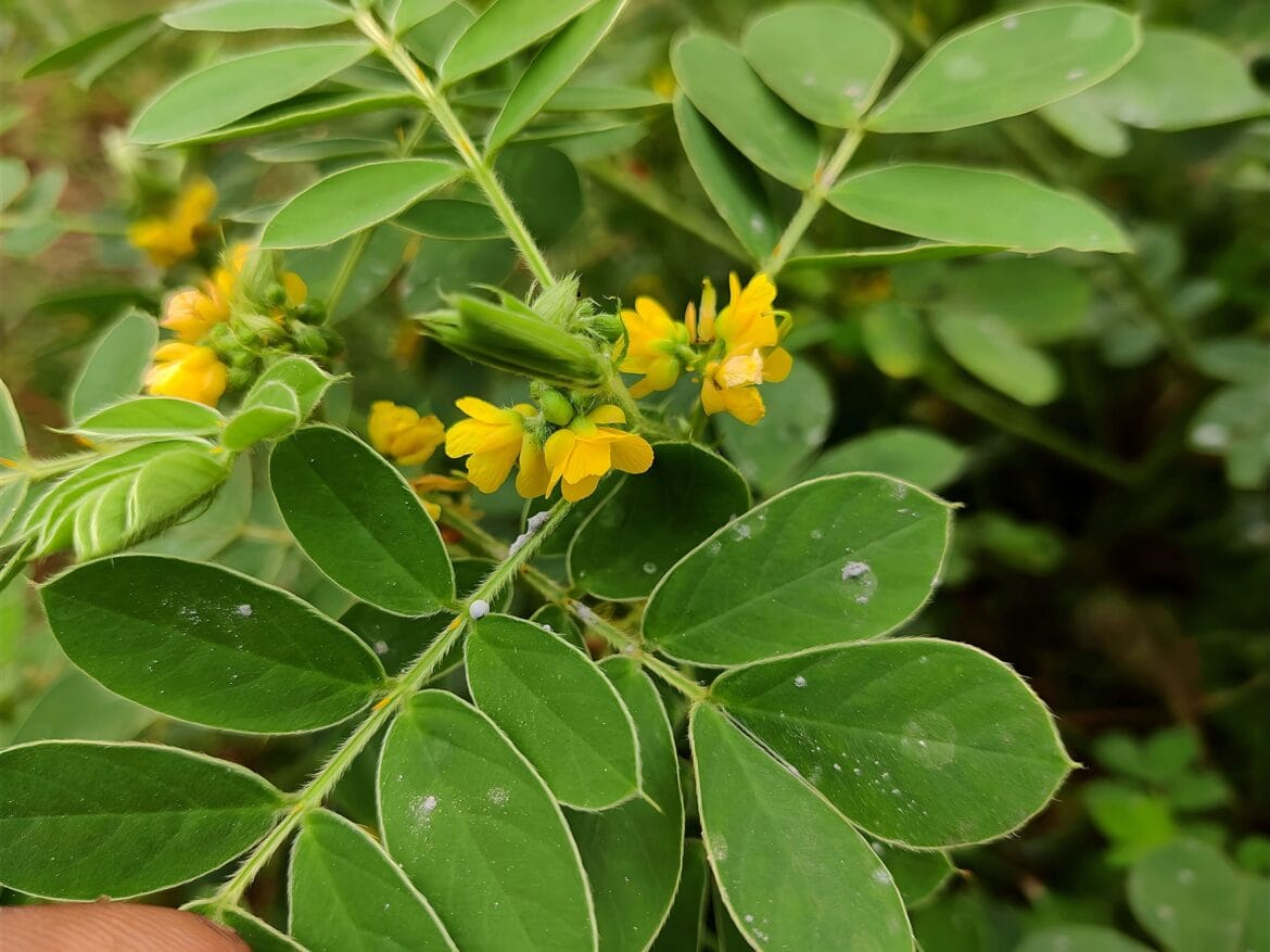 manfaat daun jati cina