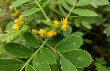 manfaat daun jati cina