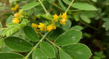 manfaat daun jati cina