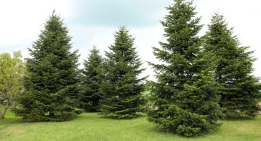 manfaat pohon cemara