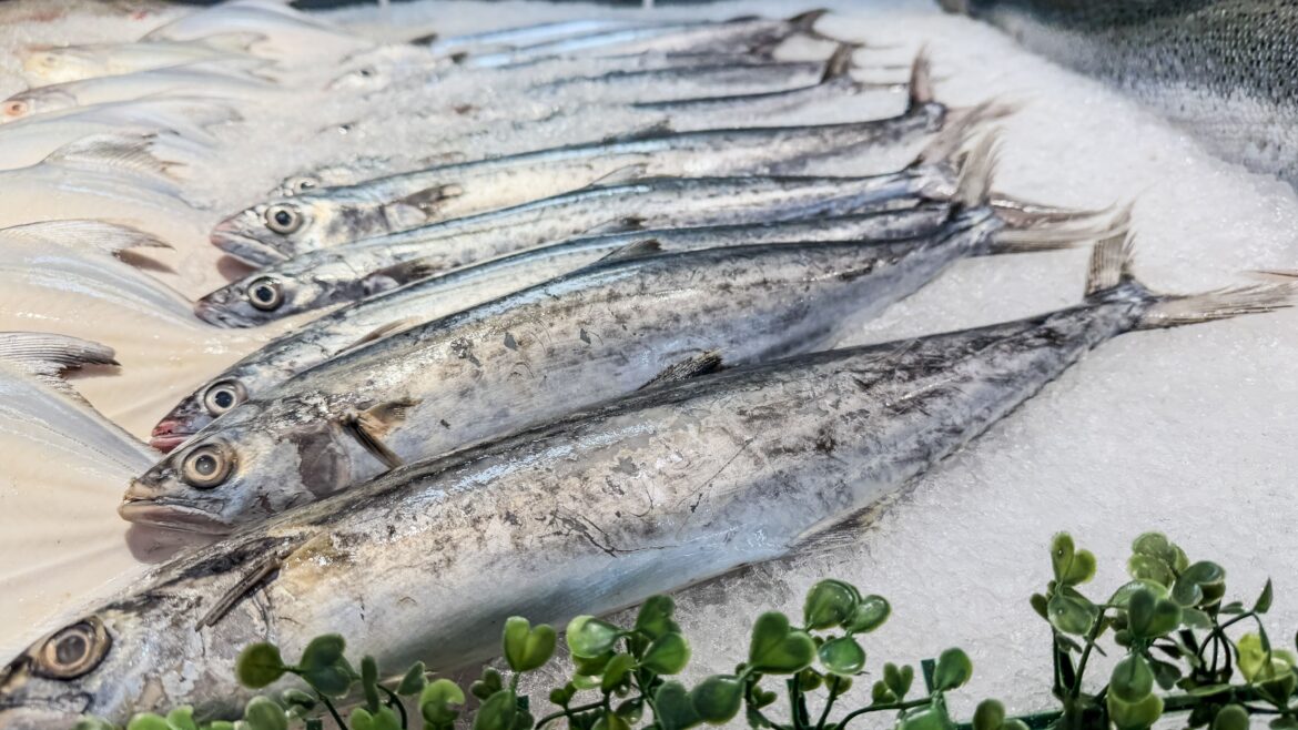 Manfaat ikan tenggiri